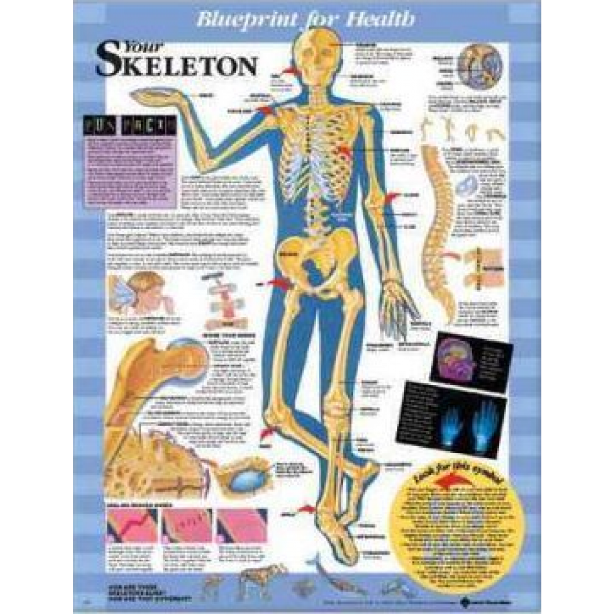 Anatomical Chart Company Blueprint for Health Your Skeleton Chart