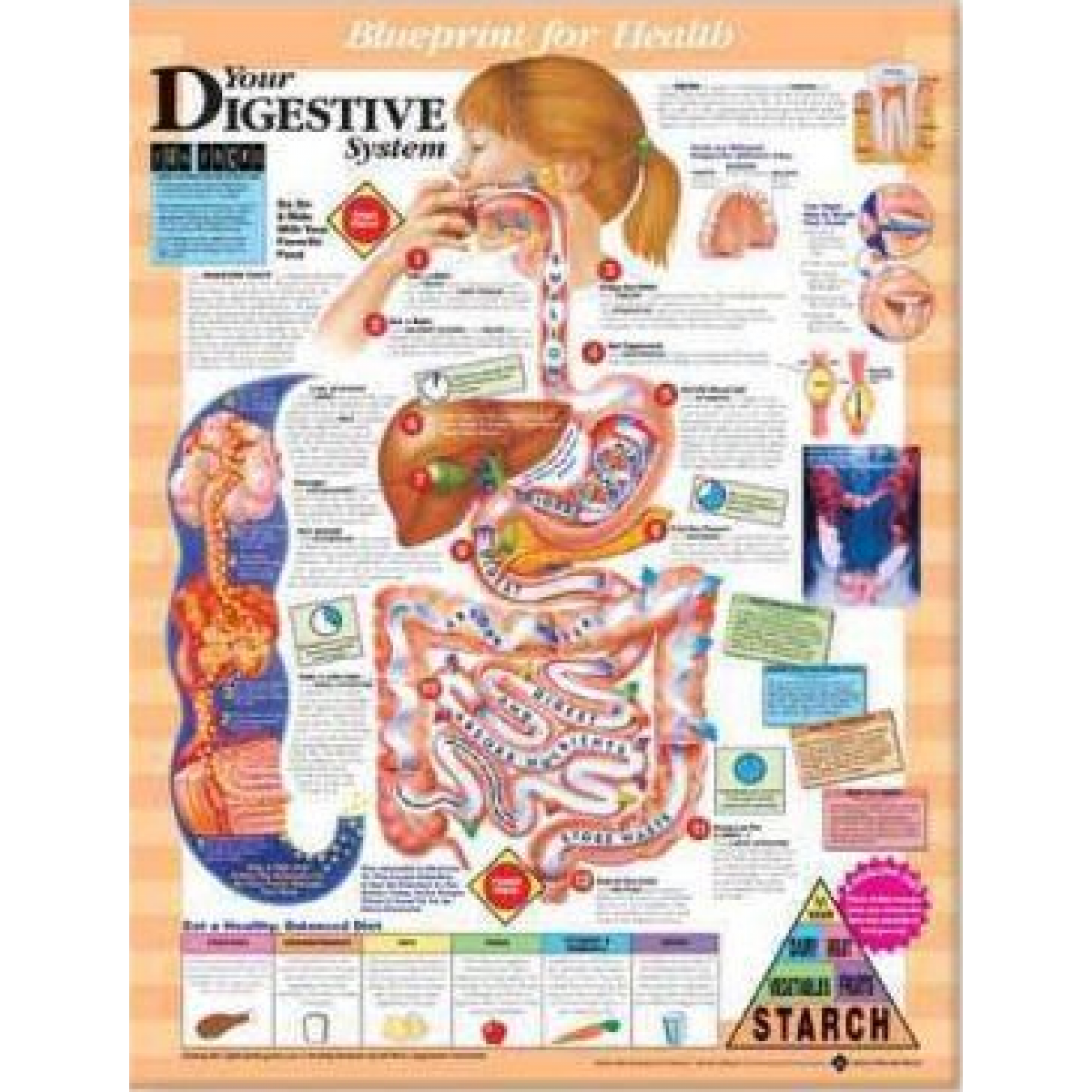 Anatomical Chart Company Blueprint for Health Your Digestive System