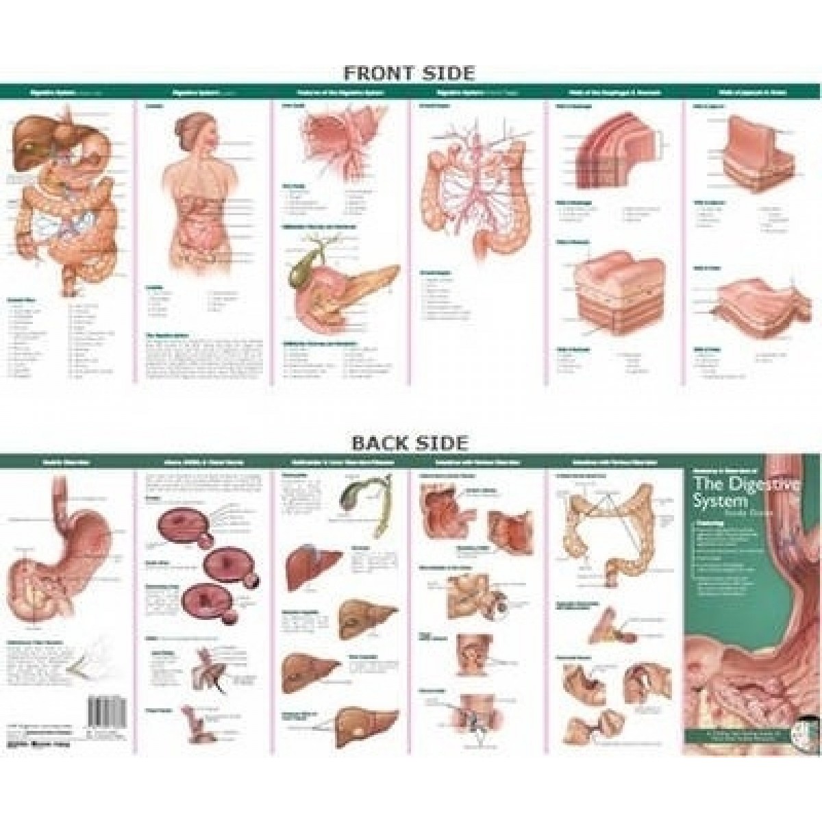 Anatomical Chart Company Anatomical Chart Companys Illustrated Pocket