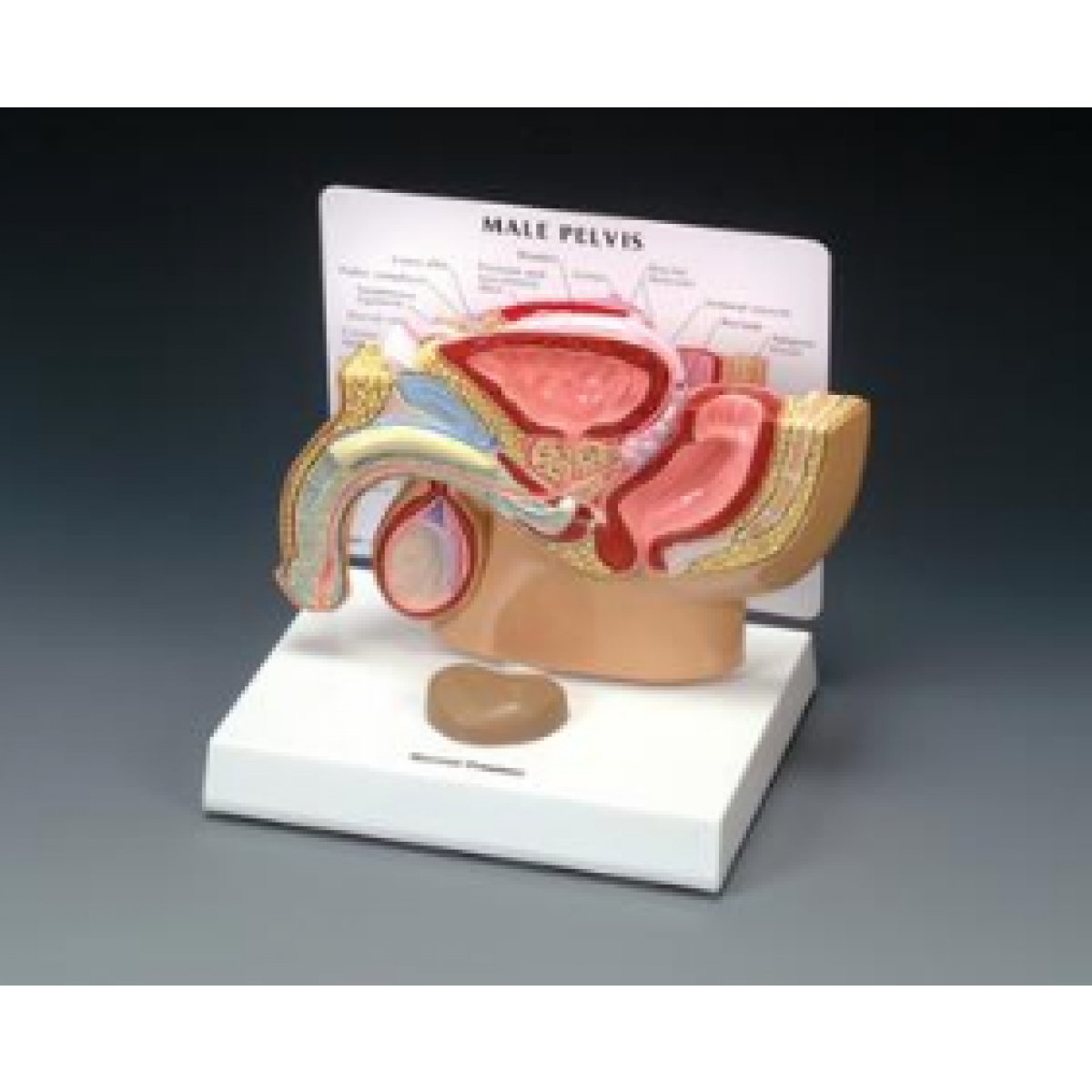 Anatomical Chart Company Male Pelvis Section Model School Locker