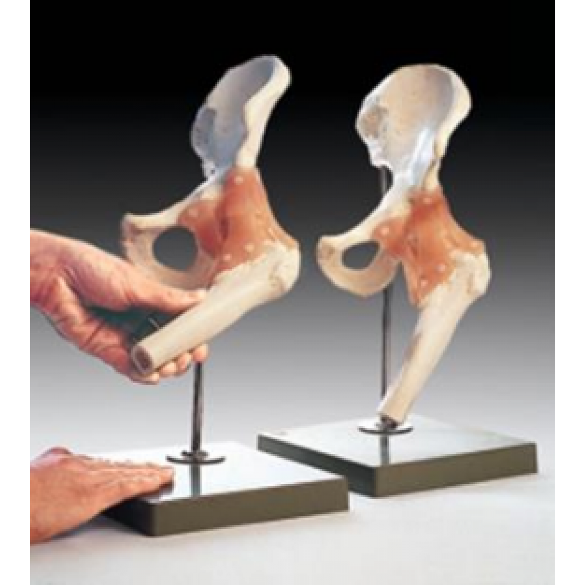 Anatomical Chart Company Functional Model of the Hip Joint School Locker