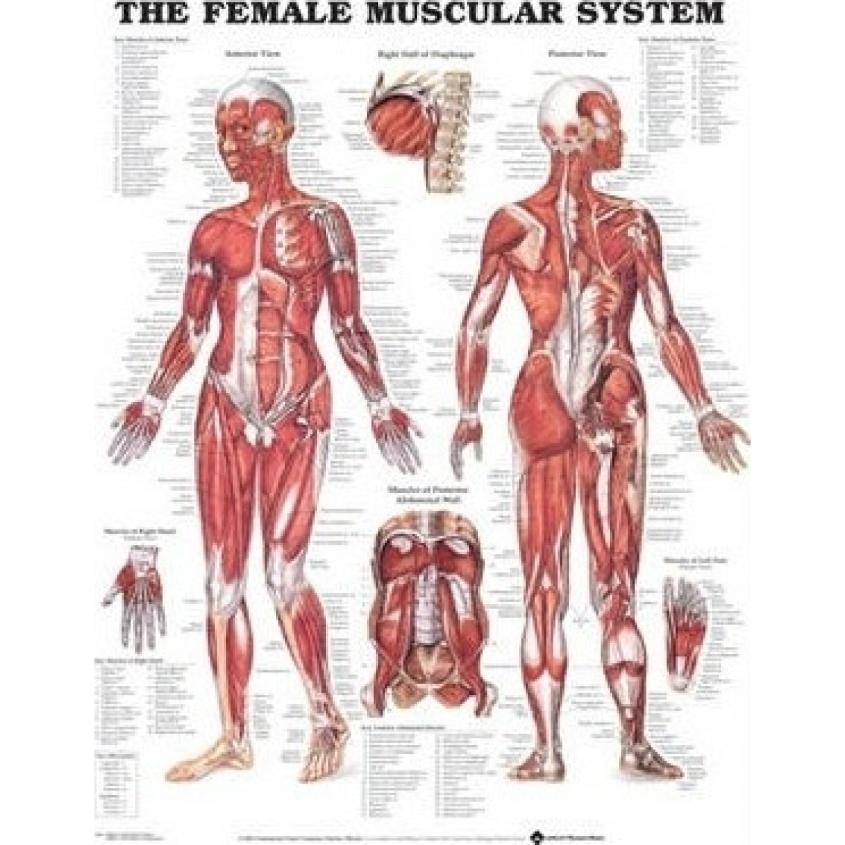 lippincott-williams-wilkins-the-female-muscular-system-anatomical-chart-laminated-school-locker