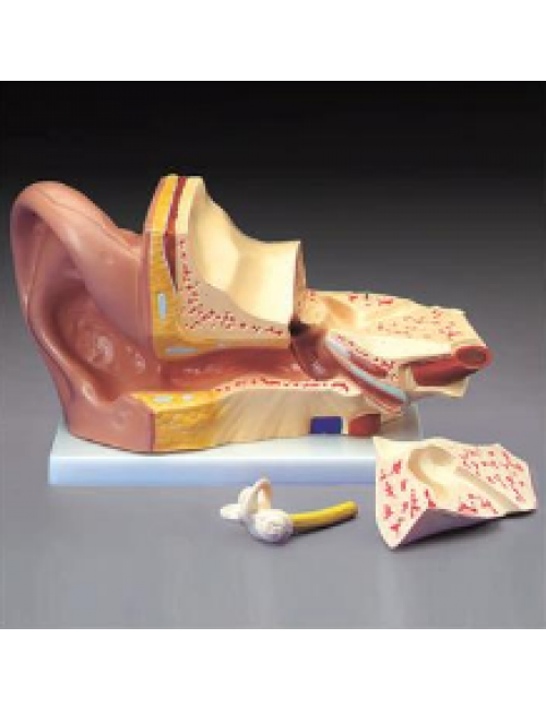 Anatomical Chart Company Budget Giant Ear Model School Locker