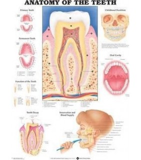 Anatomical Chart Company Anatomy of the Teeth Anatomical Chart