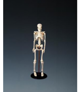 Anatomical Chart Company My First Skeleton (Tiny Tim)