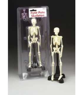 Anatomical Chart Company Petite Pete Skeleton
