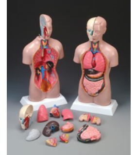 Anatomical Chart Company Budget Peter/Petra Torso