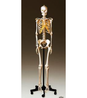 Anatomical Chart Company Adult Female Skeleton