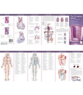 Lippincott Williams & Wilkins Illustrated Pocket Anatomy: The Circulatory System Study Gui