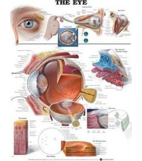 Anatomical Chart Company The Eye Anatomical Chart Laminated
