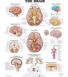 Lippincott Williams & Wilkins The Brain Anatomical Chart Laminated