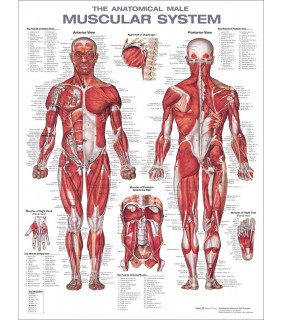 Lippincott Williams & Wilkins USA The Muscular System Anatomical Chart Laminated 2E