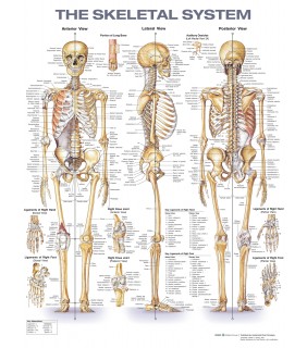 Lippincott Williams & Wilkins USA The Skeletal System Anatomical Chart 2E