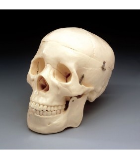 Lippincott Williams & Wilkins Budget Skull