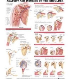 Anatomical Chart Company Anatomy and Injuries of the Shoulder Anatomical Chart