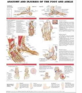 Anatomical Chart Company Anatomy and Injuries of the Foot and Ankle