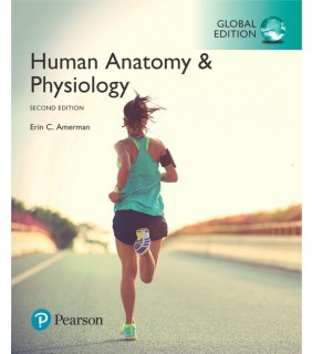 Pearson Education Human Anatomy & Physiology, Global Edition (2e)