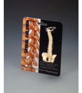 Anatomical Chart Company Spine Key Ring