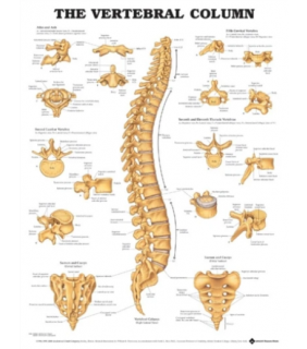Anatomical Chart Company Vertebral Columns with Pelvis