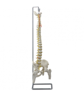 Anatomical Chart Company Vertebral Column and Femoral Heads