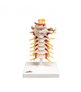 Anatomical Chart Company Flexible Cervical Vertebral Column