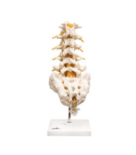 Anatomical Chart Company Flexible Lumbar Vertebral Column