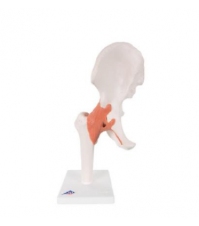 Anatomical Chart Company Functional Hip Joint Model (Right)