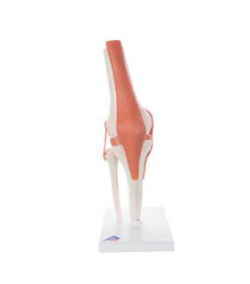 Anatomical Chart Company Functional Knee Joint Model (Right)