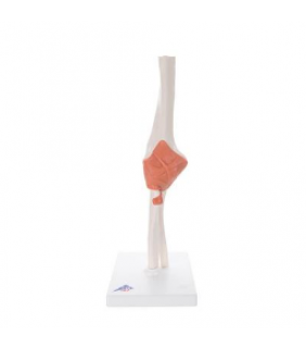 Anatomical Chart Company Functional Elbow Joint Model (Right)