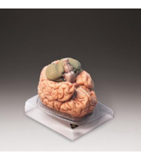 Anatomical Chart Company Deluxe Brain Model