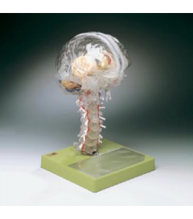 Anatomical Chart Company Transparent Brain Model