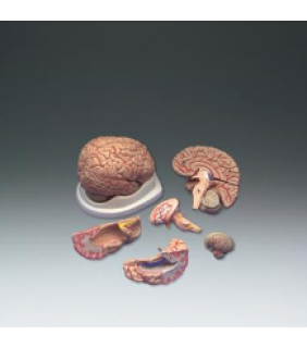 Anatomical Chart Company Budget Brain With Arteries Model
