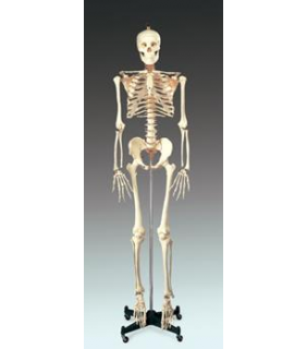 Anatomical Chart Company Budget Bucky Skeleton with Stand