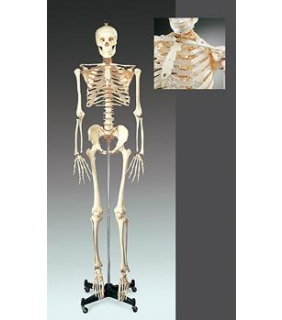 Anatomical Chart Company Numbered Budget Bucky Skeleton