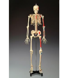 Anatomical Chart Company Painted Budget Bucky Skeleton