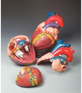 Anatomical Chart Company Budget Jumbo Heart Model
