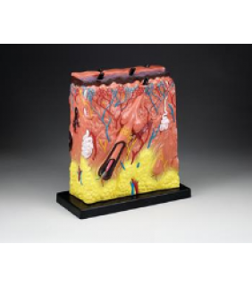Anatomical Chart Company Budget Super Skin Model