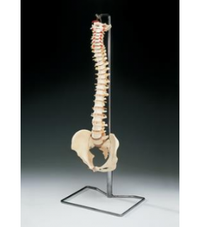 Anatomical Chart Company Budget Vertebral Column with Stand