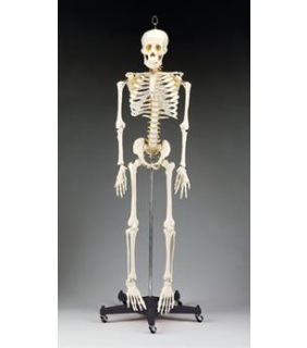 Anatomical Chart Company Budget Bart Four-Foot Skeleton