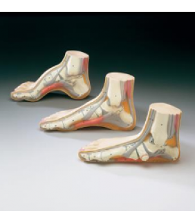 Anatomical Chart Company Set of Three Feet