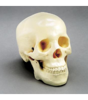 Anatomical Chart Company Budget Two-Piece Skull