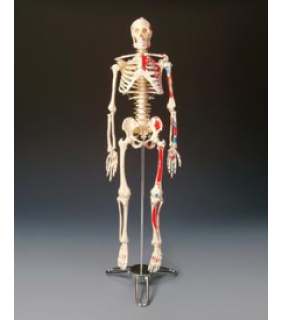 Anatomical Chart Company Painted Big Tim Skeleton