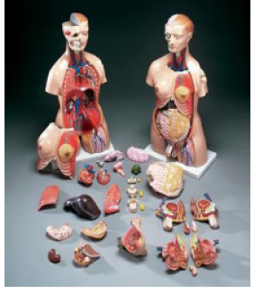 Anatomical Chart Company Budget Functional Francis Torso