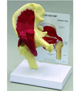 Anatomical Chart Company Muscled Hip Joint Model