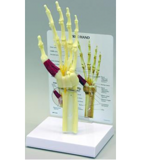 Anatomical Chart Company Wrist and Hand Model