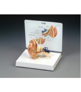 Anatomical Chart Company Life-size Ear Model
