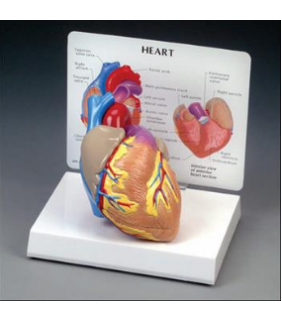 Anatomical Chart Company Cutaway Heart Model