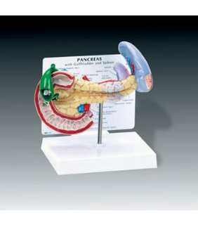 Anatomical Chart Company Pancreas, Spleen and Gallbladder Model