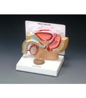 Anatomical Chart Company Male Pelvis Section Model