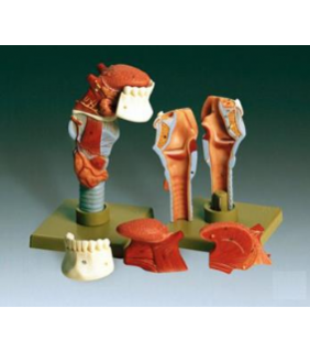 Anatomical Chart Company Human Larynx With Tongue Model